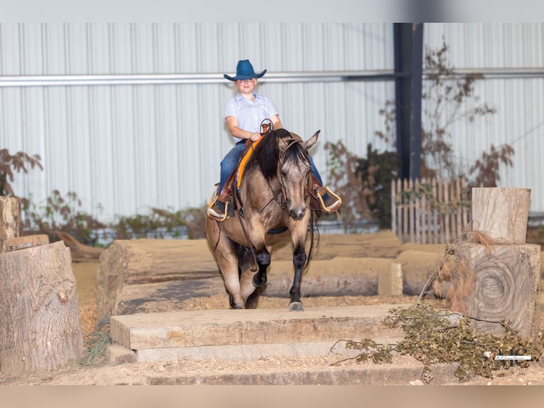 Caballo cuarto de milla Caballo castrado 8 años Buckskin/Bayo in North Bloomfield
