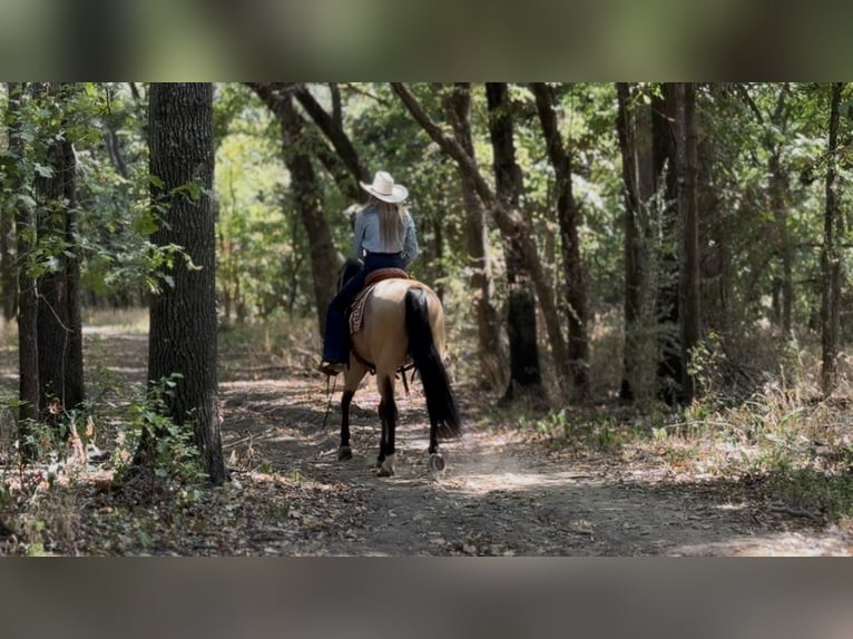 Caballo cuarto de milla Caballo castrado 8 años Buckskin/Bayo in Ponder