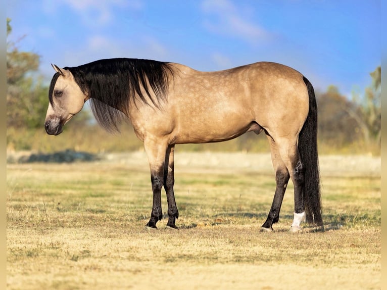 Caballo cuarto de milla Caballo castrado 8 años Buckskin/Bayo in Ponder