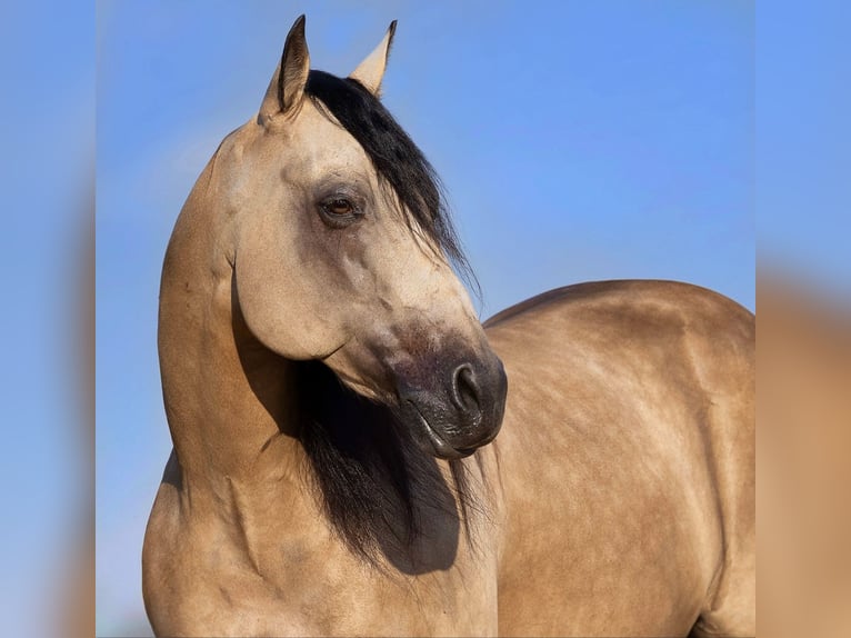 Caballo cuarto de milla Caballo castrado 8 años Buckskin/Bayo in Ponder