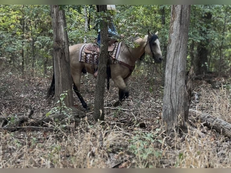 Caballo cuarto de milla Caballo castrado 8 años Buckskin/Bayo in Ponder