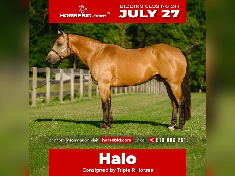 Caballo cuarto de milla Caballo castrado 8 años Buckskin/Bayo in New Holland