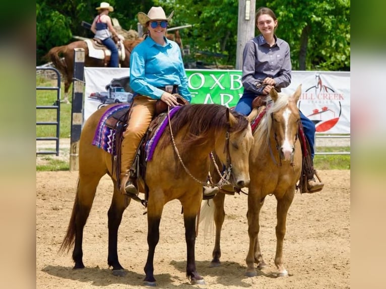 Caballo cuarto de milla Caballo castrado 8 años Buckskin/Bayo in Robards