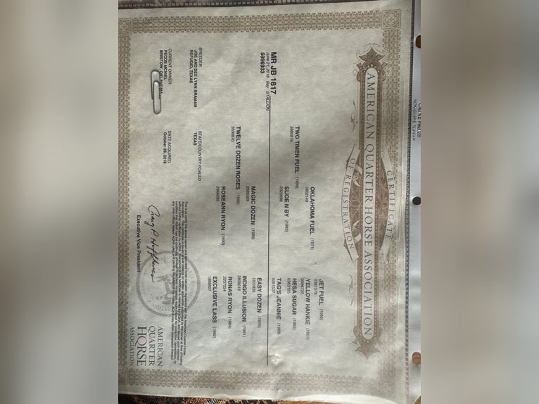 Caballo cuarto de milla Caballo castrado 8 años Castaño rojizo in Princeton, MO