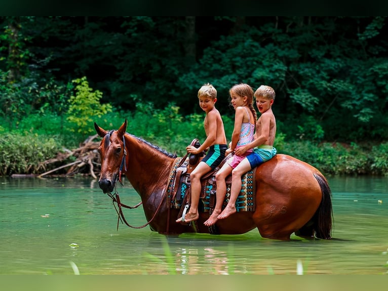 Caballo cuarto de milla Caballo castrado 8 años Castaño rojizo in Lyles