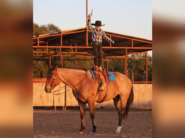 Caballo cuarto de milla Caballo castrado 8 años Castaño-ruano in Weatherford