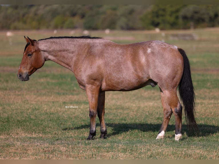 Caballo cuarto de milla Caballo castrado 8 años Castaño-ruano in Weatherford