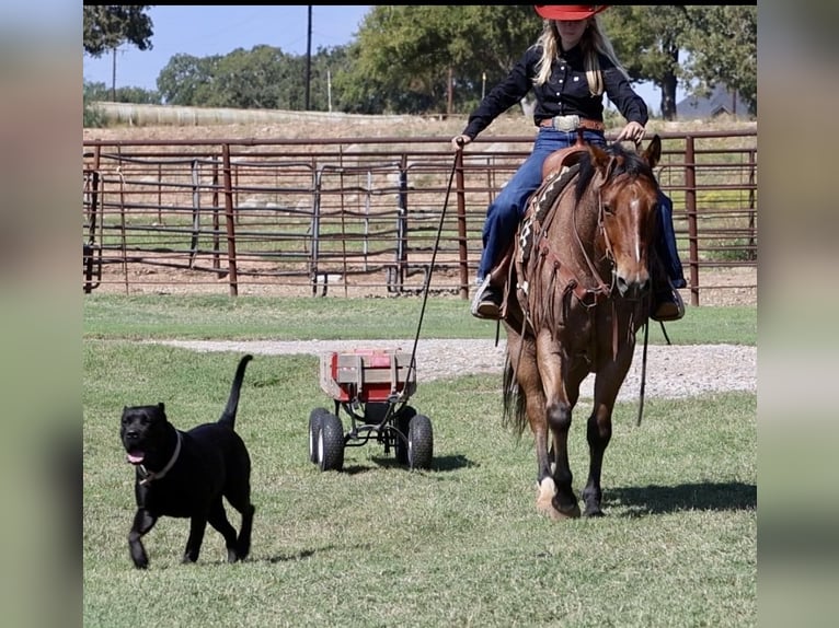 Caballo cuarto de milla Caballo castrado 8 años Castaño-ruano in Weatherford