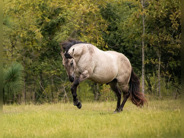 Caballo cuarto de milla Caballo castrado 8 años Grullo in Hartsville