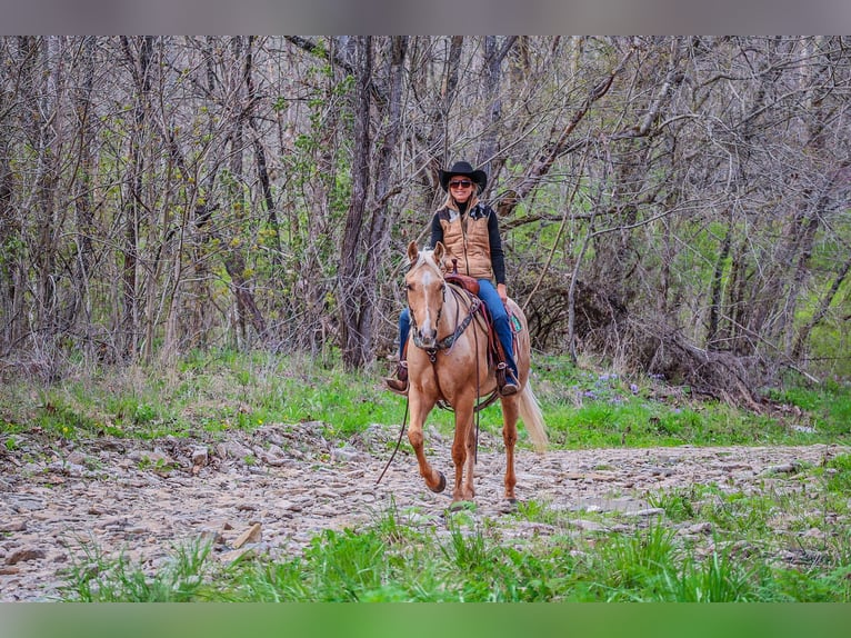 Caballo cuarto de milla Caballo castrado 8 años Palomino in Flemingsburg KY