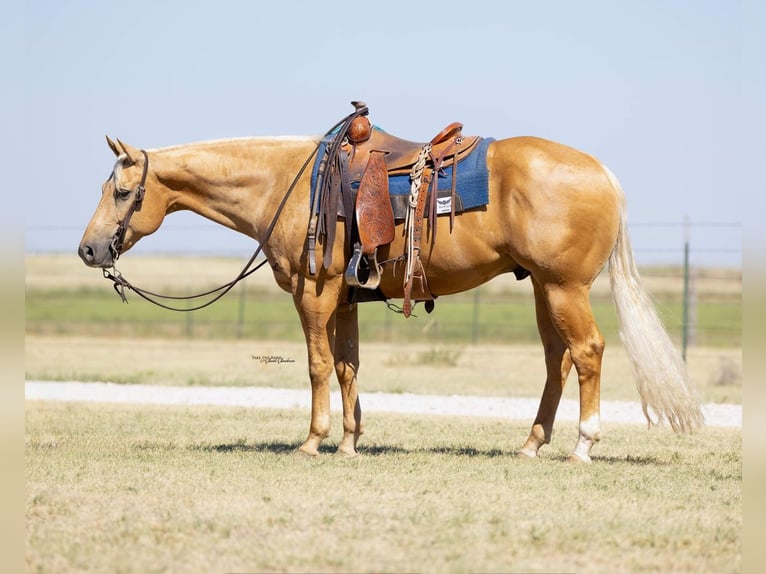 Caballo cuarto de milla Caballo castrado 8 años Palomino in Canyon