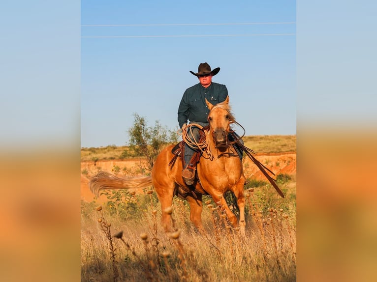 Caballo cuarto de milla Caballo castrado 8 años Palomino in Canyon