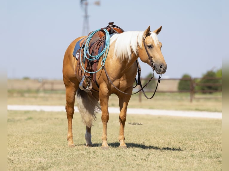 Caballo cuarto de milla Caballo castrado 8 años Palomino in Canyon