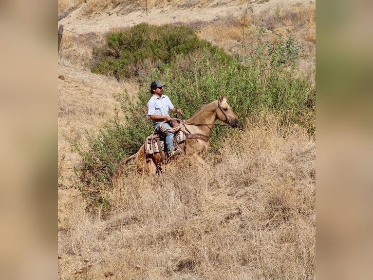 Caballo cuarto de milla Caballo castrado 8 años Palomino in Tres Pinos