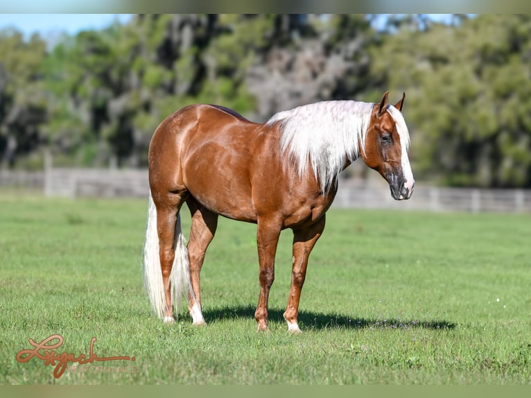 Caballo cuarto de milla Caballo castrado 8 años Palomino in Sumterville, FL