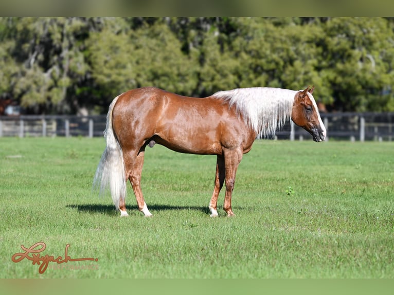 Caballo cuarto de milla Caballo castrado 8 años Palomino in Sumterville, FL