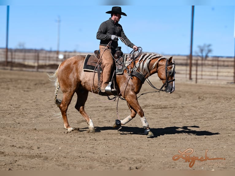 Caballo cuarto de milla Caballo castrado 8 años Palomino in Sumterville, FL