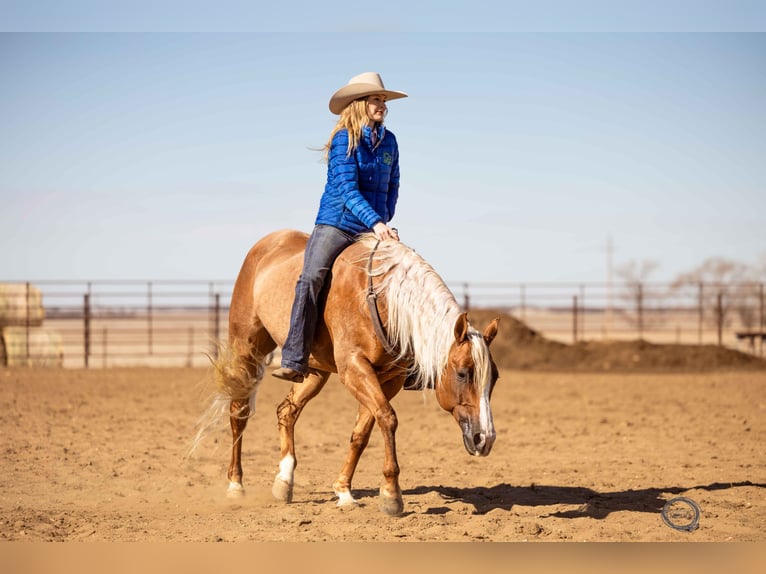 Caballo cuarto de milla Caballo castrado 8 años Palomino in Sumterville, FL