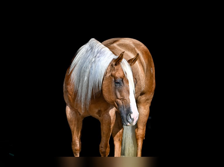 Caballo cuarto de milla Caballo castrado 8 años Palomino in Sumterville, FL