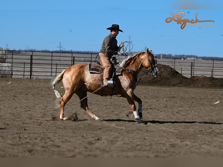 Caballo cuarto de milla Caballo castrado 8 años Palomino in Sumterville, FL