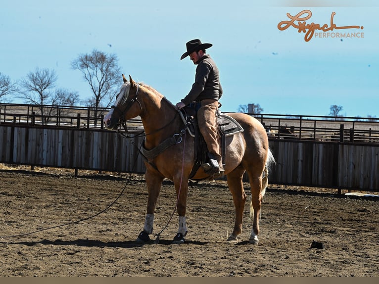 Caballo cuarto de milla Caballo castrado 8 años Palomino in Sumterville, FL