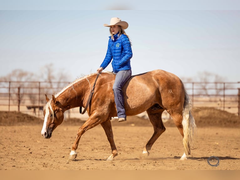 Caballo cuarto de milla Caballo castrado 8 años Palomino in Sumterville, FL