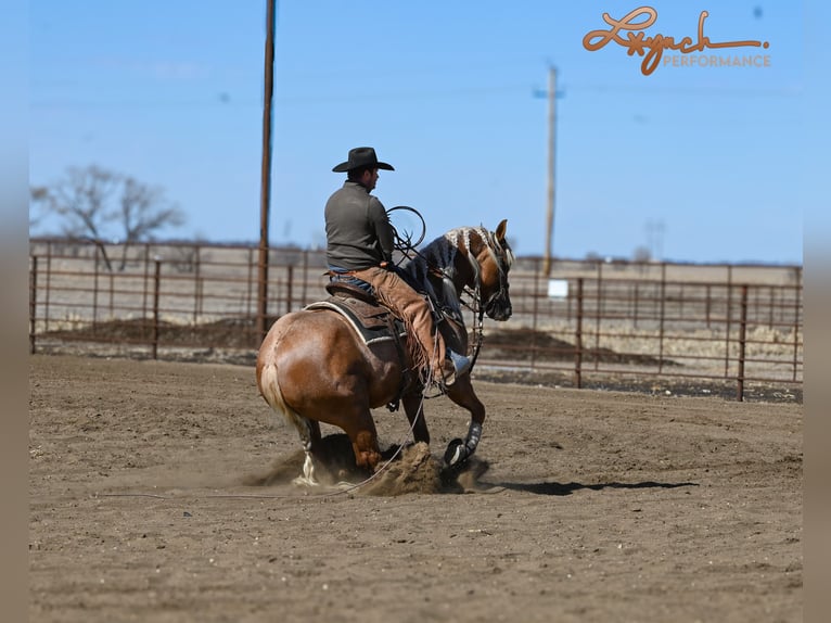 Caballo cuarto de milla Caballo castrado 8 años Palomino in Sumterville, FL
