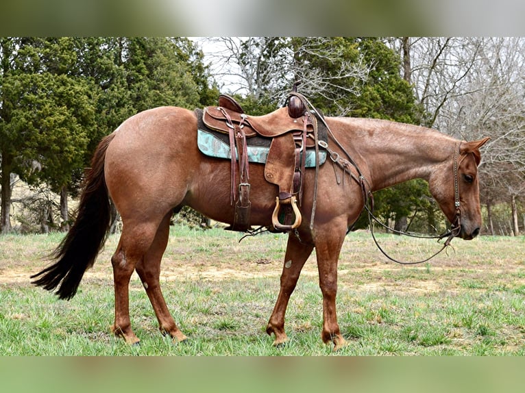 Caballo cuarto de milla Caballo castrado 8 años Ruano alazán in Greenville, KY