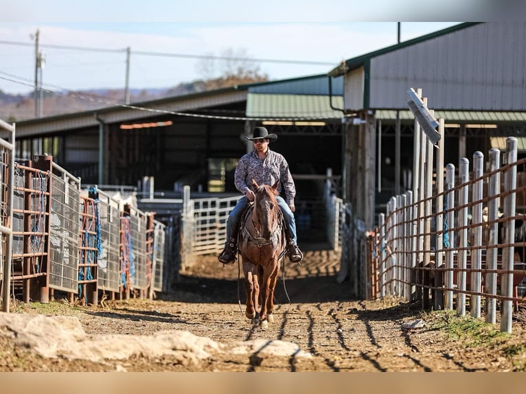 Caballo cuarto de milla Caballo castrado 8 años Ruano alazán in Santa Fe, TN