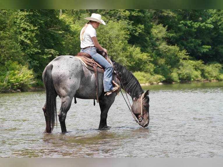 Caballo cuarto de milla Caballo castrado 8 años Ruano azulado in Clarion