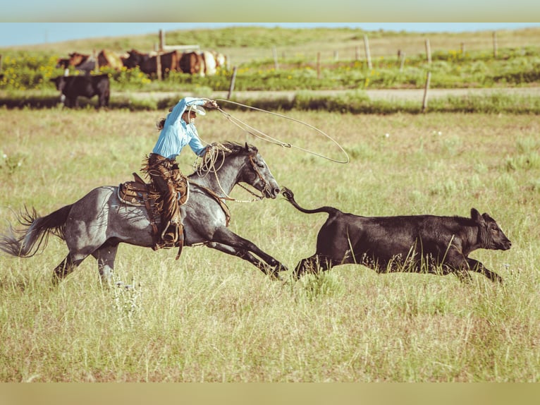 Caballo cuarto de milla Caballo castrado 8 años Tordo in Akron