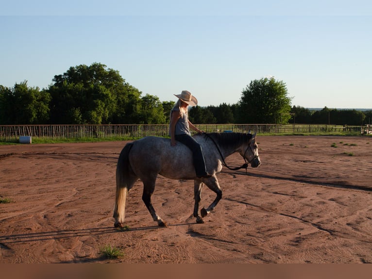 Caballo cuarto de milla Caballo castrado 8 años Tordo in Stillwater