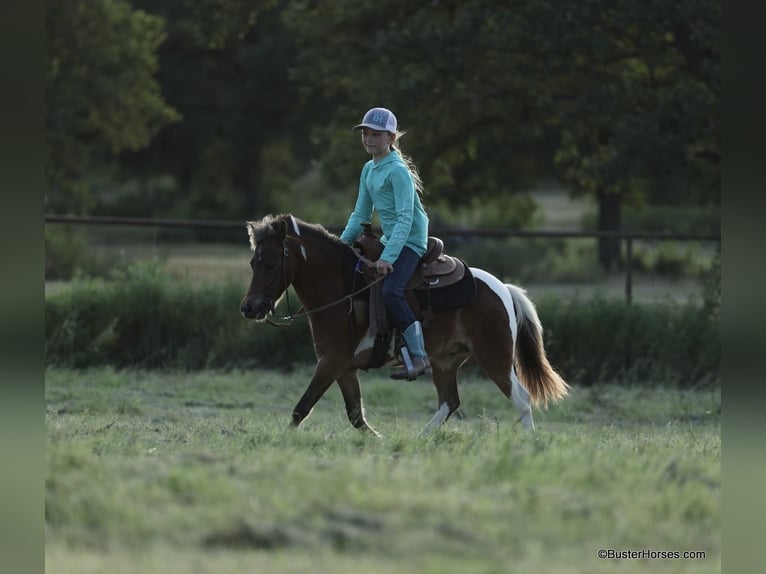 Caballo cuarto de milla Caballo castrado 9 años 109 cm Tobiano-todas las-capas in Weatherford TX