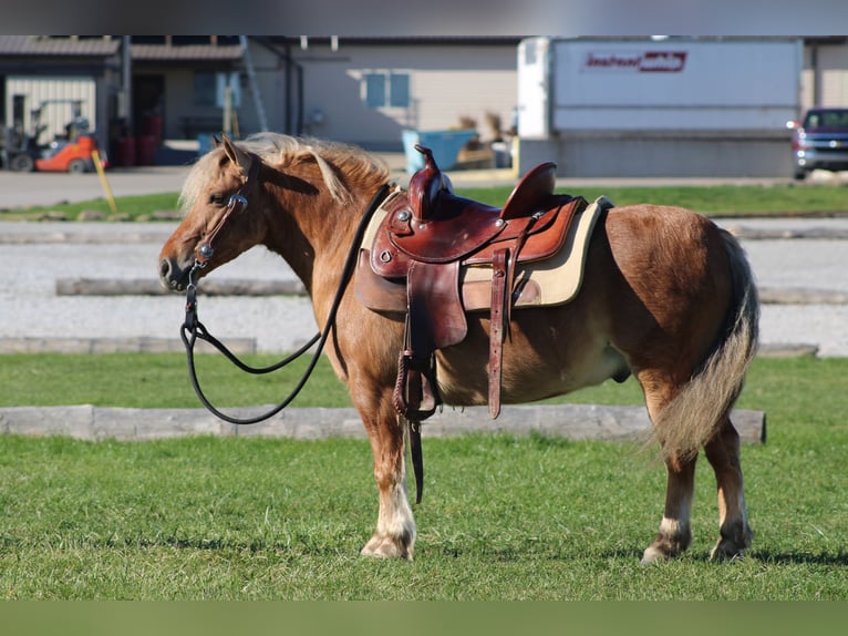 Caballo cuarto de milla Mestizo Caballo castrado 9 años 132 cm Buckskin/Bayo in Millersburg
