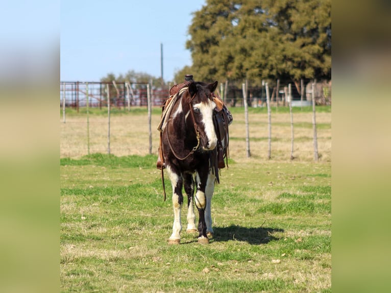Caballo cuarto de milla Caballo castrado 9 años 137 cm Negro in Sephenville TX