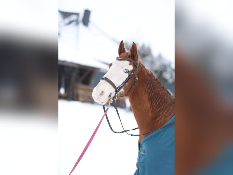 Caballo cuarto de milla Mestizo Caballo castrado 9 años 140 cm Alazán in Dörpen