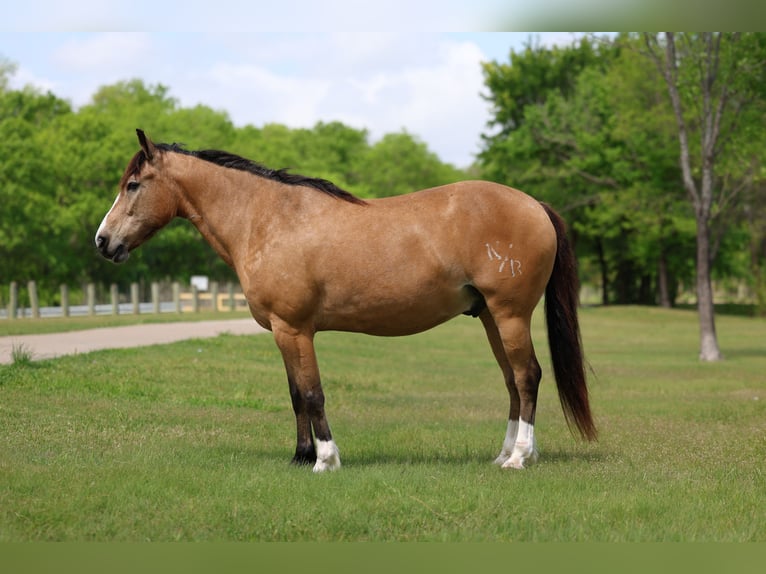 Caballo cuarto de milla Mestizo Caballo castrado 9 años 142 cm Buckskin/Bayo in Terrell