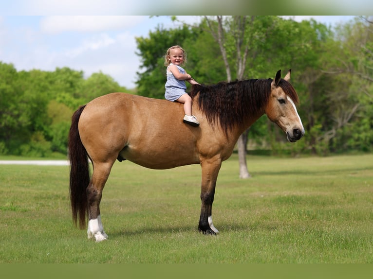 Caballo cuarto de milla Mestizo Caballo castrado 9 años 142 cm Buckskin/Bayo in Terrell