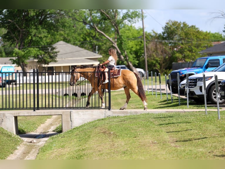 Caballo cuarto de milla Mestizo Caballo castrado 9 años 142 cm Buckskin/Bayo in Terrell