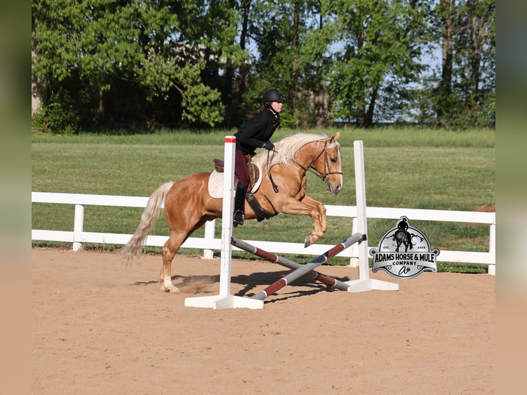 Caballo cuarto de milla Caballo castrado 9 años 142 cm  in Mount Vernon