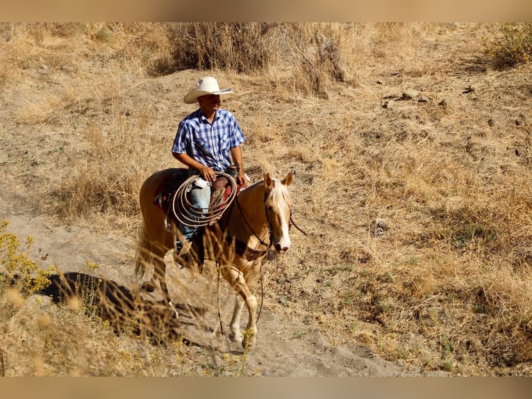 Caballo cuarto de milla Caballo castrado 9 años 142 cm Palomino in Tres Pinos