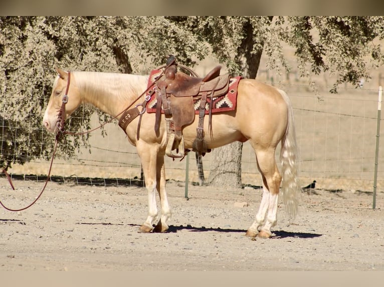 Caballo cuarto de milla Caballo castrado 9 años 142 cm Palomino in Tres Pinos
