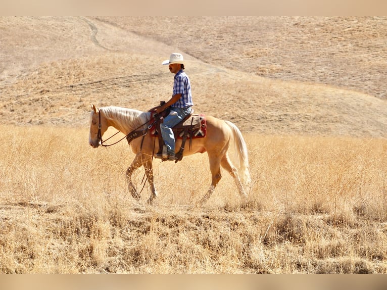Caballo cuarto de milla Caballo castrado 9 años 142 cm Palomino in Tres Pinos