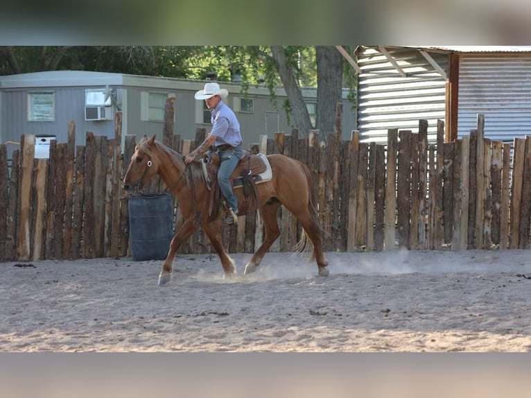 Caballo cuarto de milla Caballo castrado 9 años 145 cm Alazán rojizo in Camp Verde AZ