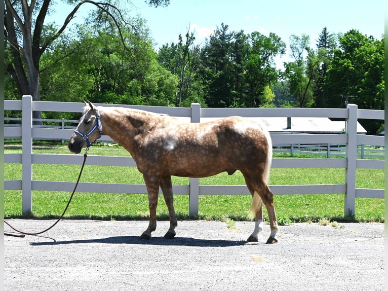 Caballo cuarto de milla Caballo castrado 9 años 145 cm Palomino in Sturgis MI