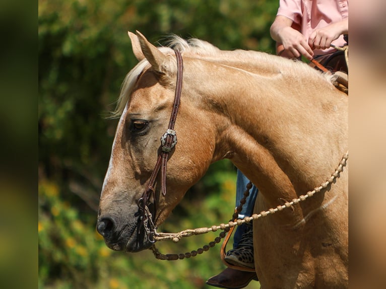 Caballo cuarto de milla Caballo castrado 9 años 145 cm Palomino in Joshua, TX