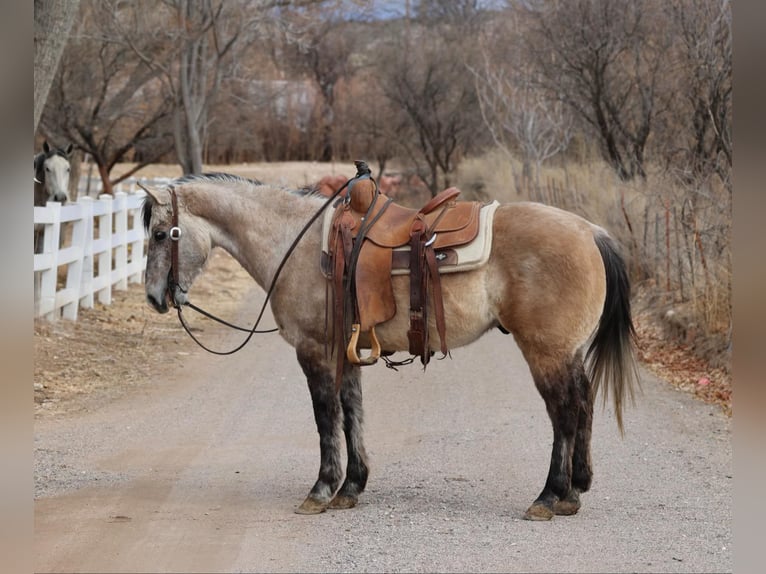Caballo cuarto de milla Caballo castrado 9 años 145 cm Tordo in Camp Verde AZ