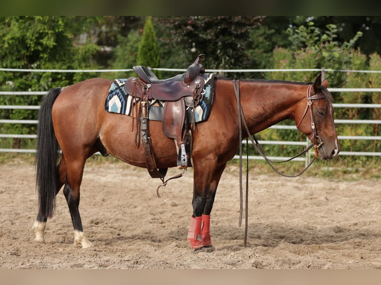 Caballo cuarto de milla Caballo castrado 9 años 146 cm Castaño in Varel