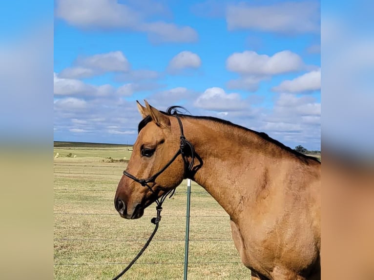 Caballo cuarto de milla Caballo castrado 9 años 147 cm Bayo in Rising Star TX