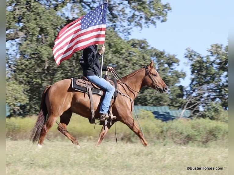 Caballo cuarto de milla Caballo castrado 9 años 147 cm Bayo in Weatherford TX